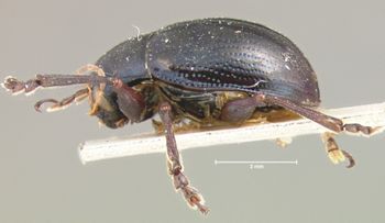 Media type: image; Entomology 9795   Aspect: habitus lateral view